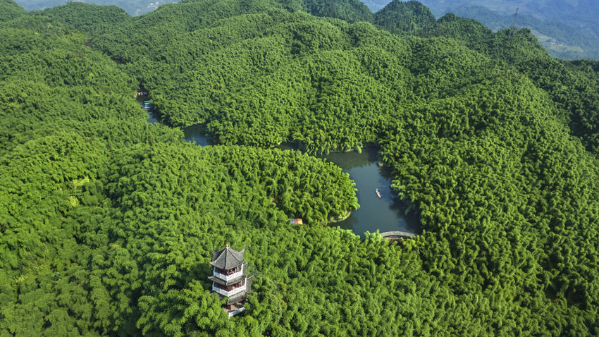 沐川竹海。樂山市沐川生態(tài)環(huán)境局供圖