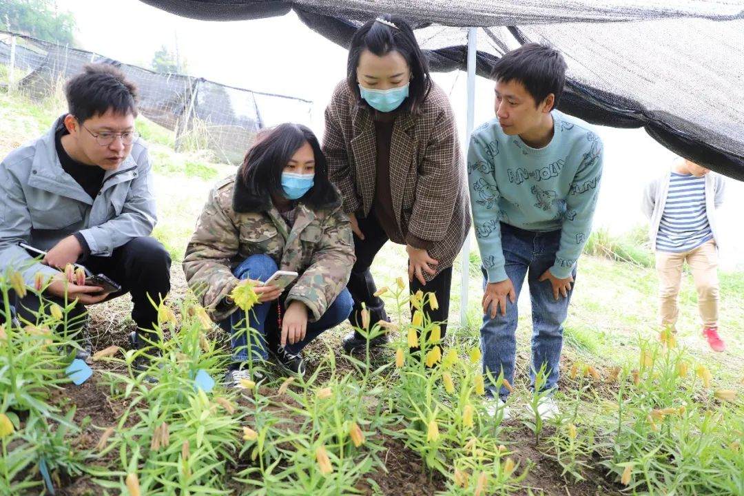 彭州對口支援工作組隊項目組查看瓦布貝母種植情況。彭州市宣傳部供圖