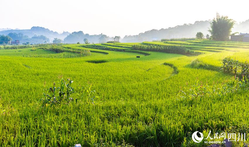 遠(yuǎn)處薄霧朦朧，群山環(huán)抱稻田。李貴平攝