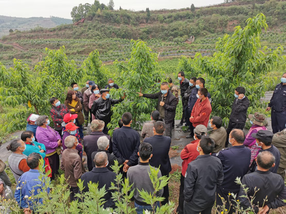 合作社邀請省農(nóng)科院專家開展水蜜桃技術(shù)培訓(xùn)。長松村供圖