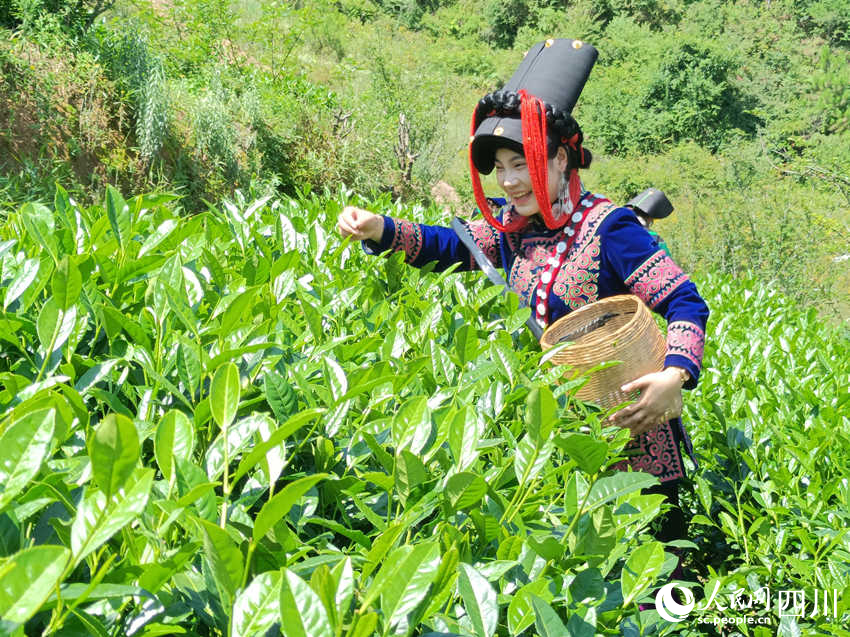 村民的莫羅英摘茶增收樂。吳舒婷攝