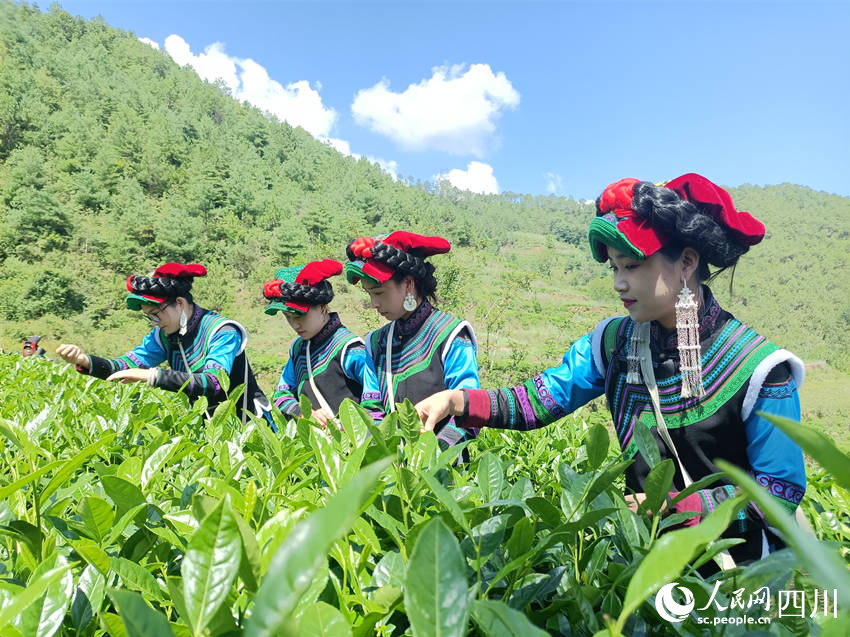 彝族姑娘們趁著好天氣搶摘夏茶。吳舒婷攝