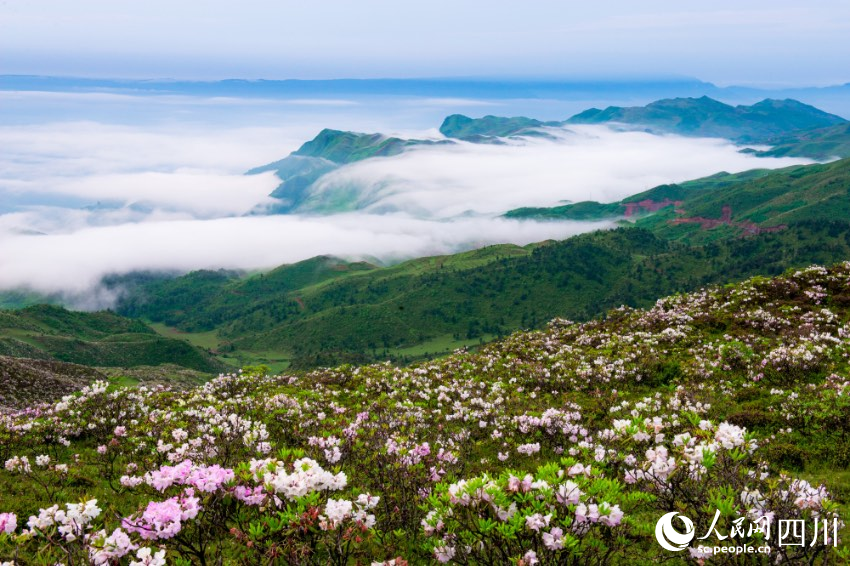 金陽境內(nèi)有近百種索瑪花（高山杜鵑）品種，每年4至6月，連綿十萬畝的索瑪花海美不勝收。周學(xué)斌攝