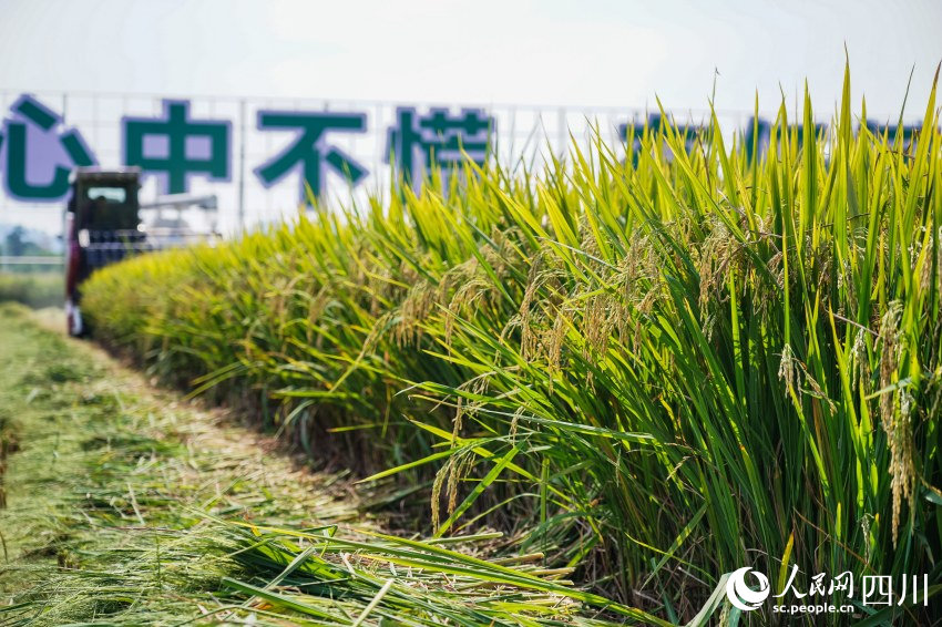 四川彭山水稻迎豐收。翁光建攝