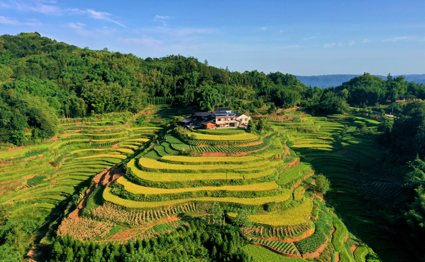 瀘州市納溪區(qū)打古鎮(zhèn)興蓮村金黃的稻田。瀘州市納溪區(qū)委宣傳部供圖