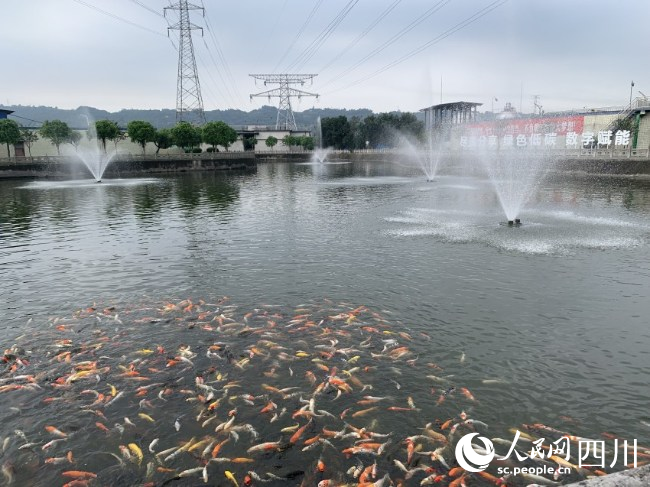 福華通達廠區(qū)內的生態(tài)檢測湖。陳瀟洋攝