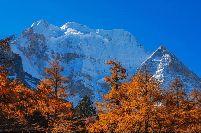 雪山下的紅葉。稻城亞丁景區(qū)供圖