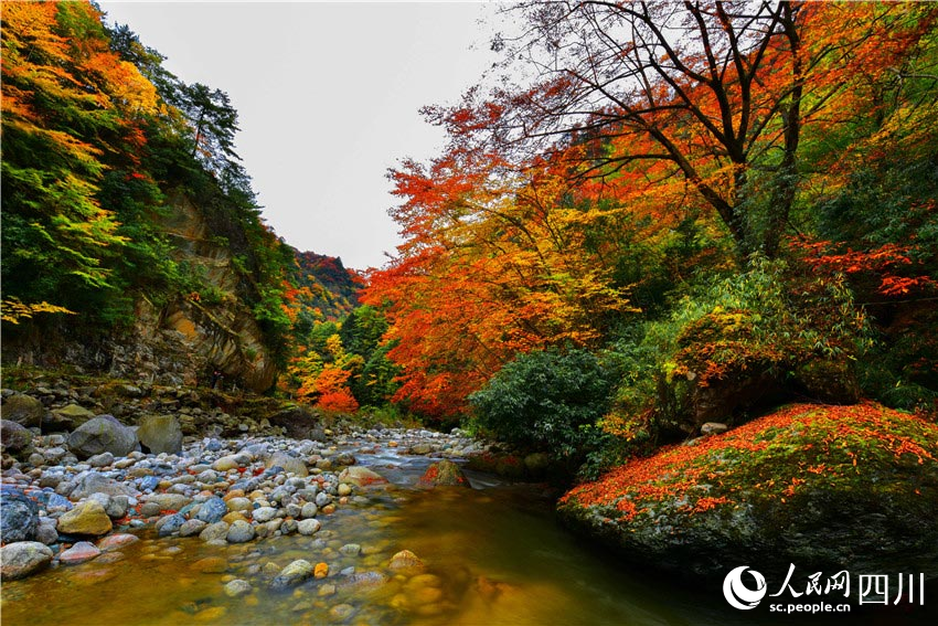 楓葉清溪映美容。石峰攝