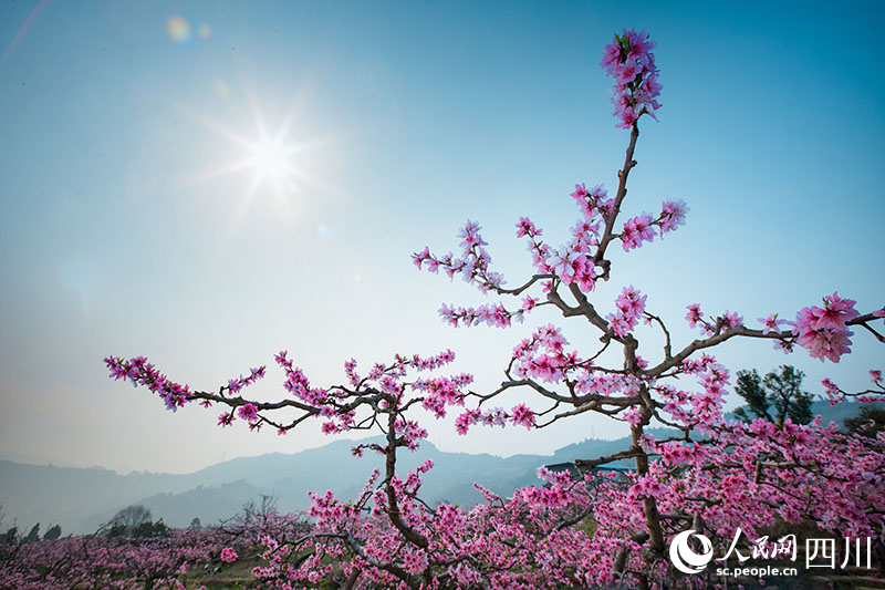 桃源村桃花開。劉斌攝