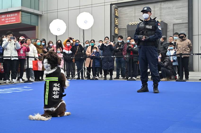 現(xiàn)場民警正在做警犬訓(xùn)練。成都市公安局金牛區(qū)分局供圖