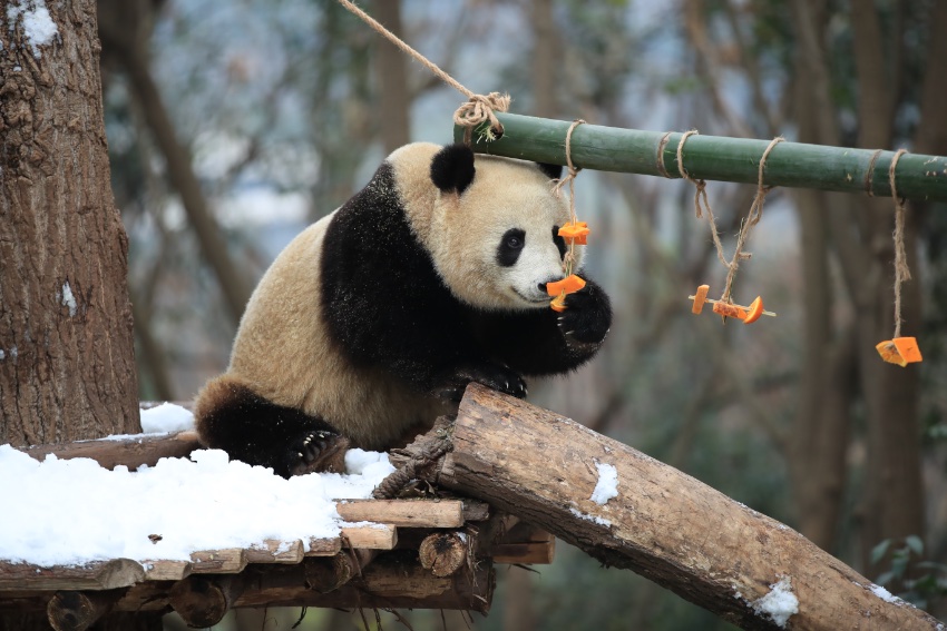 大熊貓盡情雪地撒歡。成都大熊貓繁育研究基地供圖