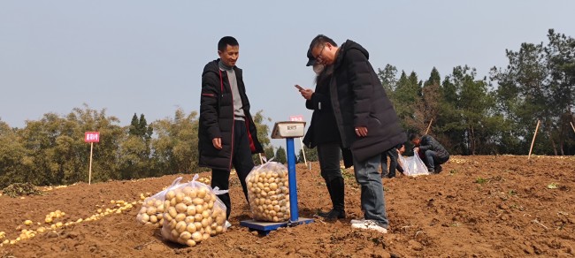 馬鈴薯過秤。蔣兵供圖