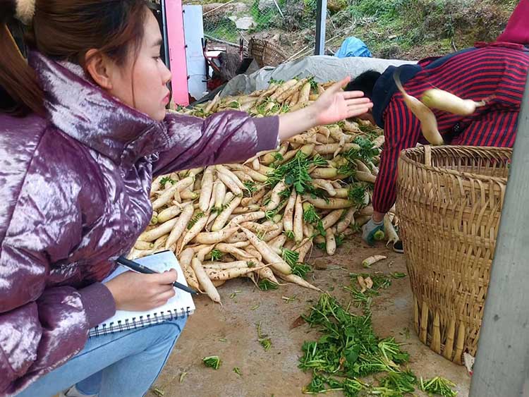 挑選好的新鮮蘿卜運(yùn)往外地。蒼溪縣融媒體中心供圖