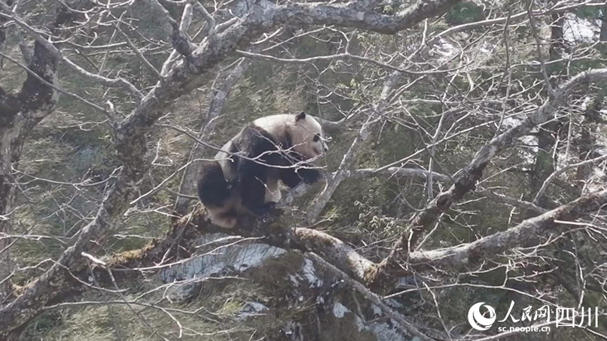 正在一步一步向樹上爬去的雄性大熊貓。孟昱攝