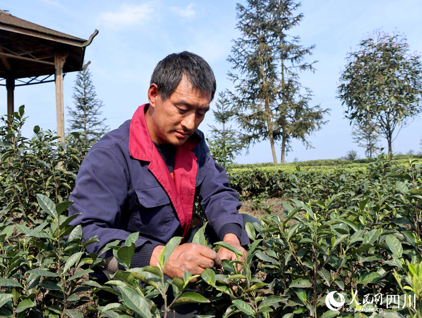 茶農(nóng)正在采茶。陳曉芳攝