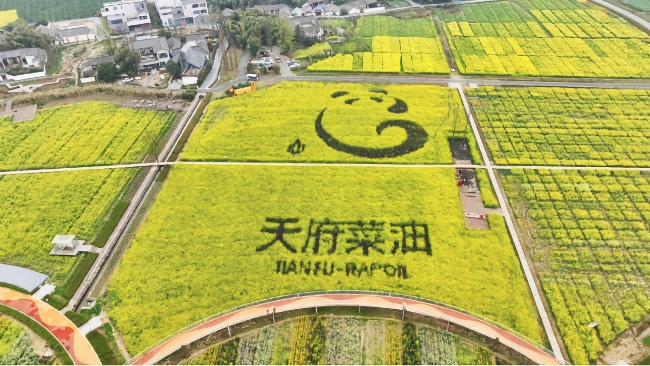 邛崍“天府菜油”大地景觀。大會(huì)主辦方供圖