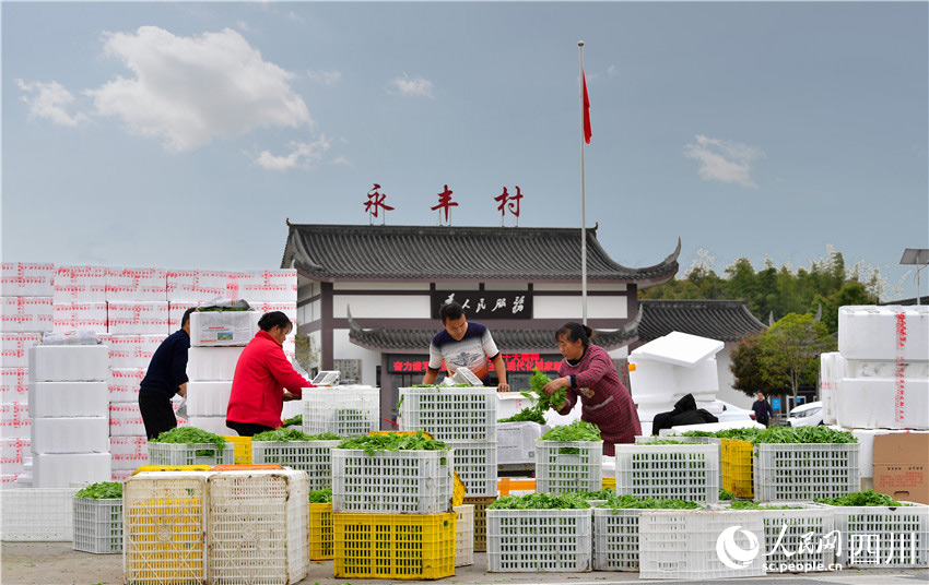 豌豆尖熟香氣遠(yuǎn)。廖波攝