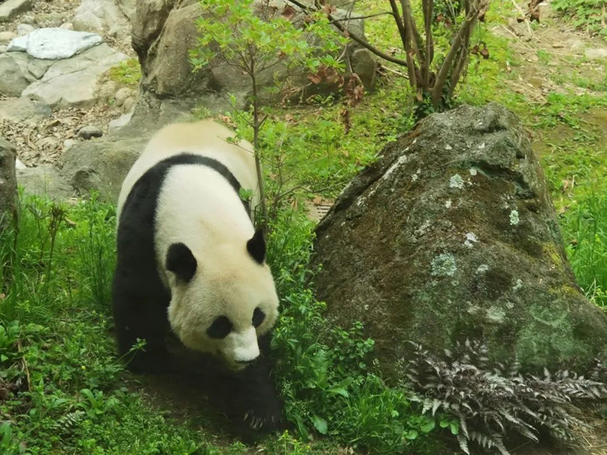 大熊貓“美香”在室外運(yùn)動(dòng)場(chǎng)。中國大熊貓保護(hù)研究中心供圖