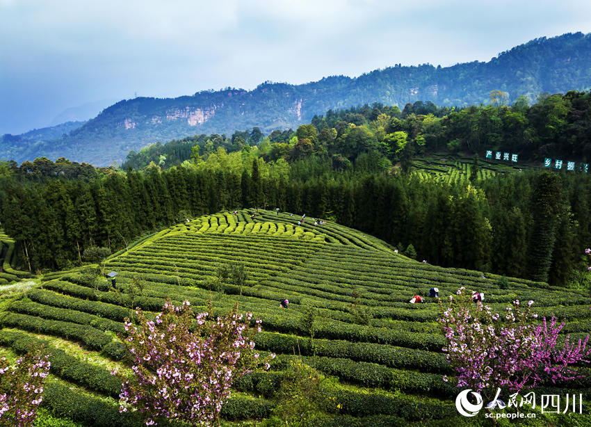 茶農(nóng)采茶忙。何為攝