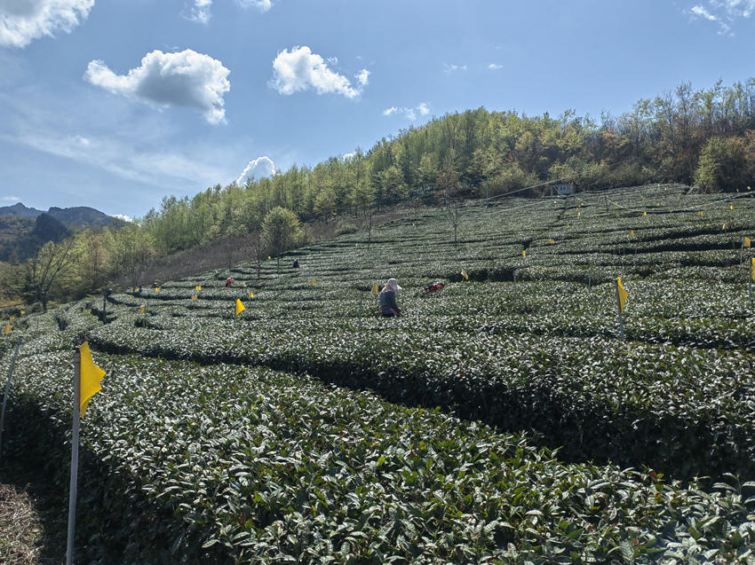 殘疾人在翠雲(yún)家庭農(nóng)場學(xué)習(xí)種茶采茶技術(shù)。受訪者供圖