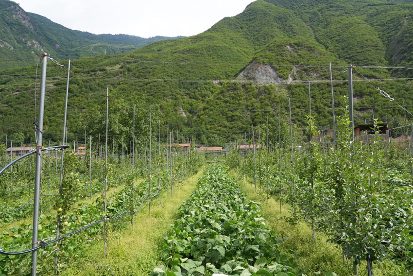 套種的蘋果園。茂縣融媒體中心供圖