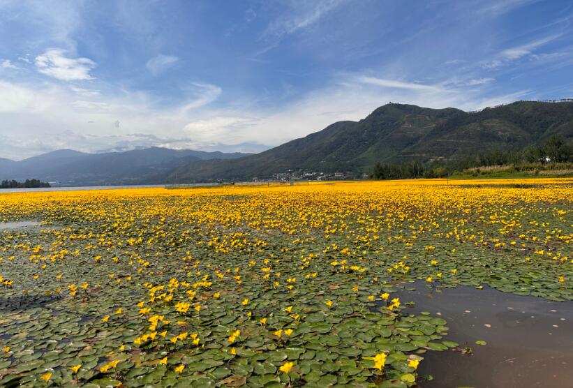 邛海濕地荇菜花