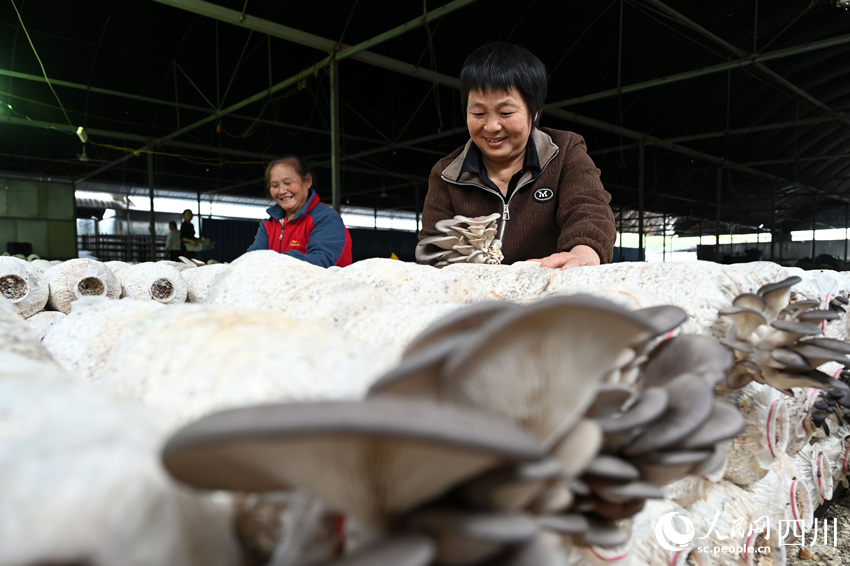 村民在采收桑枝菌。蘭自濤攝