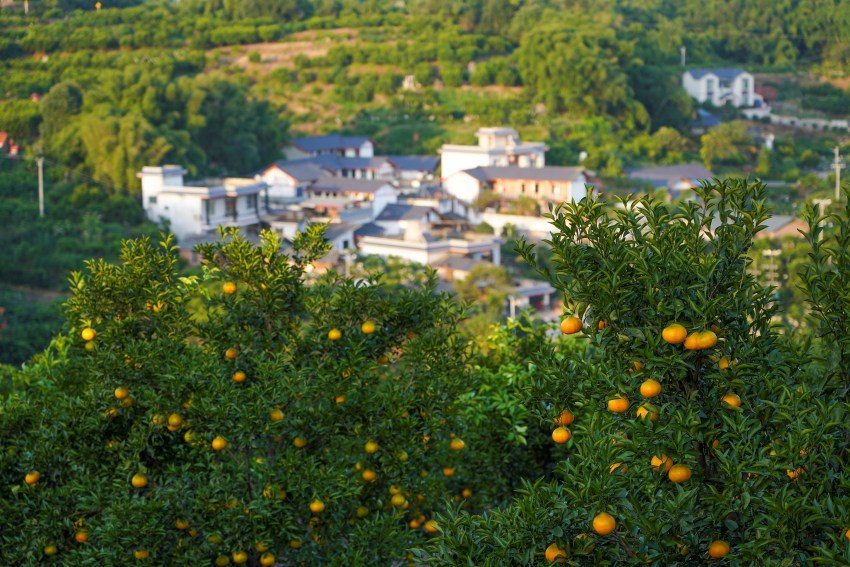 柑橘產(chǎn)業(yè)園。青神縣委宣傳部供圖