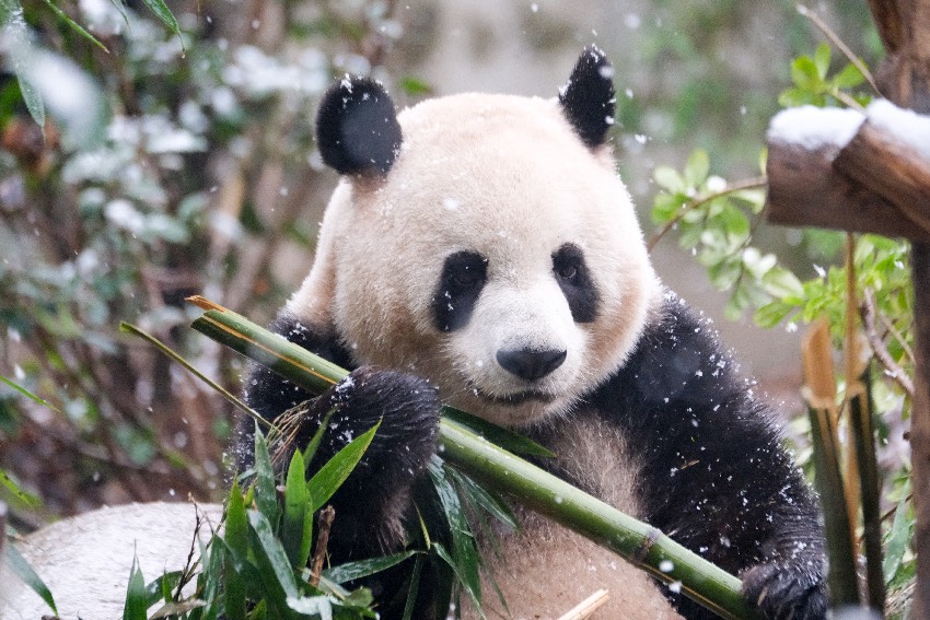 雪中吃竹的大熊貓。成都大熊貓繁育研究基地供圖