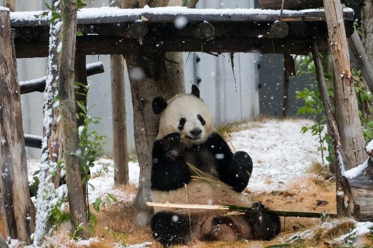 成都迎2024年首場(chǎng)瑞雪 大熊貓雪中“吃播”超可愛