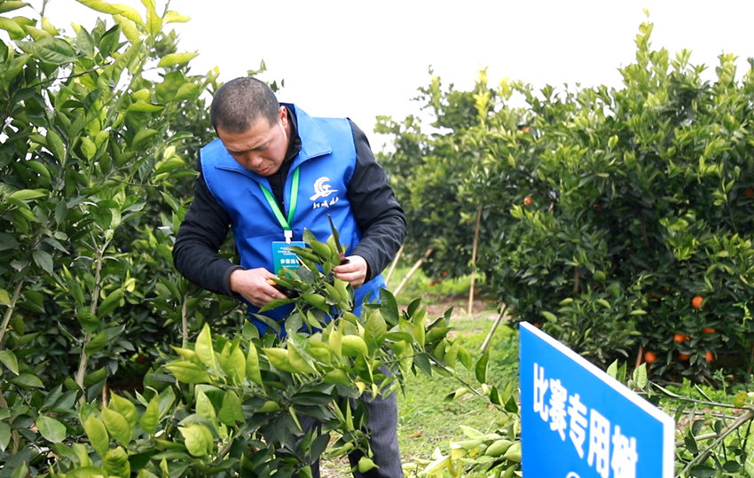 血橙修枝工比賽。資中縣融媒體中心供圖