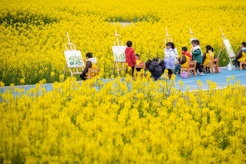 春回大地，油菜花開。翁光建攝