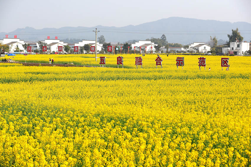 大片油菜花競(jìng)相綻放。牟科攝