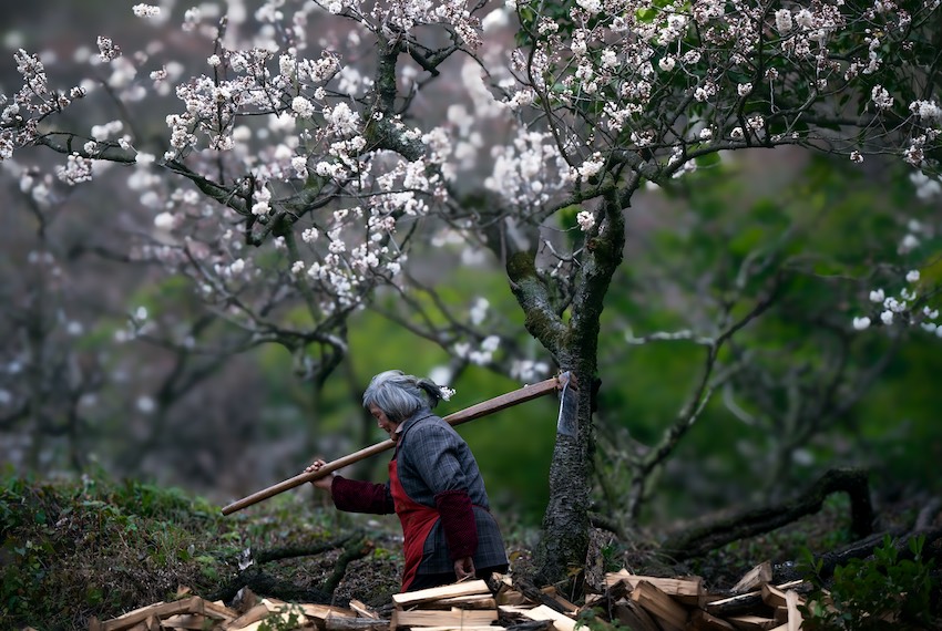 桃花樹(shù)下春耕忙。嘉楠攝