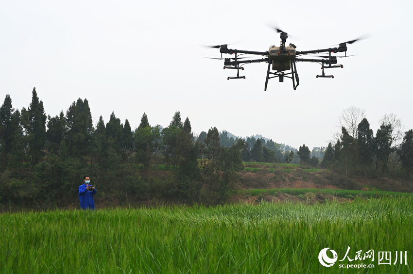 農(nóng)機手操作植保無人機對小麥噴施農(nóng)藥，防治病蟲害。蘭自濤攝