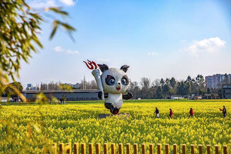 市民游客在菜花地里賞花。崇州市委宣傳部供圖