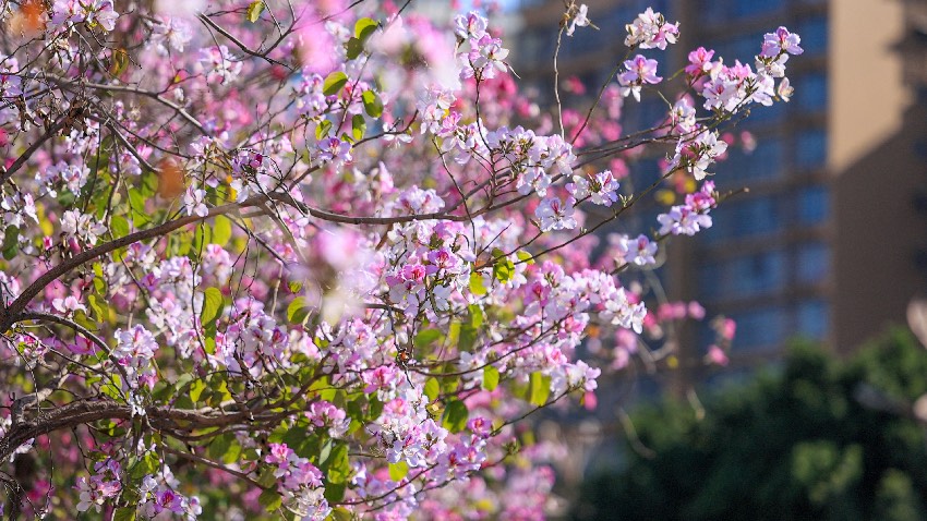 宮粉紫荊。西昌市融媒體中心供圖