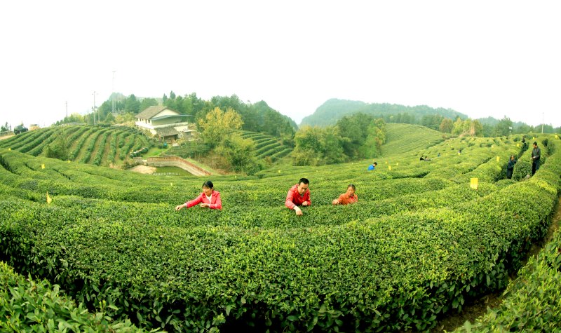 平昌縣高標(biāo)準(zhǔn)茶園。平昌縣委組織部供圖