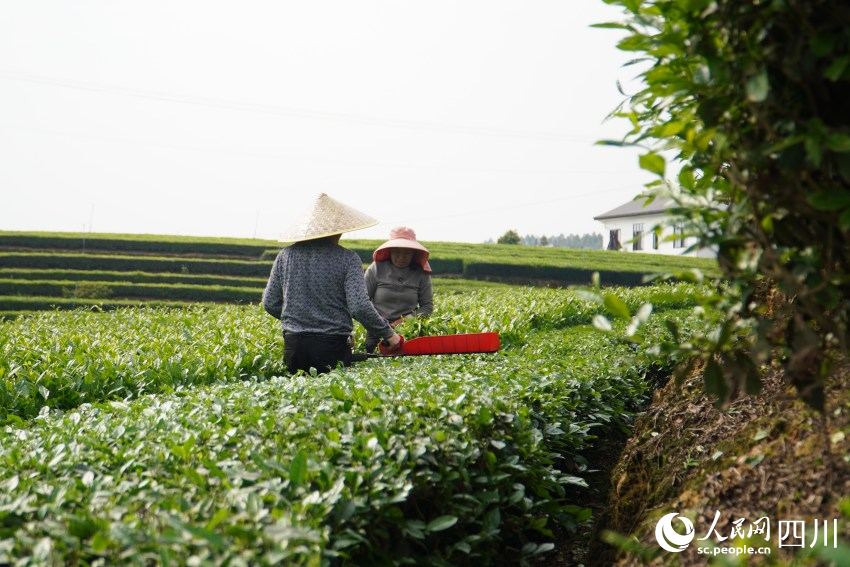 夾江縣的茶農(nóng)在采摘夏秋茶。人民網(wǎng) 趙祖樂攝