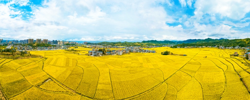 達州高產(chǎn)糧油種植基地。廖爽攝