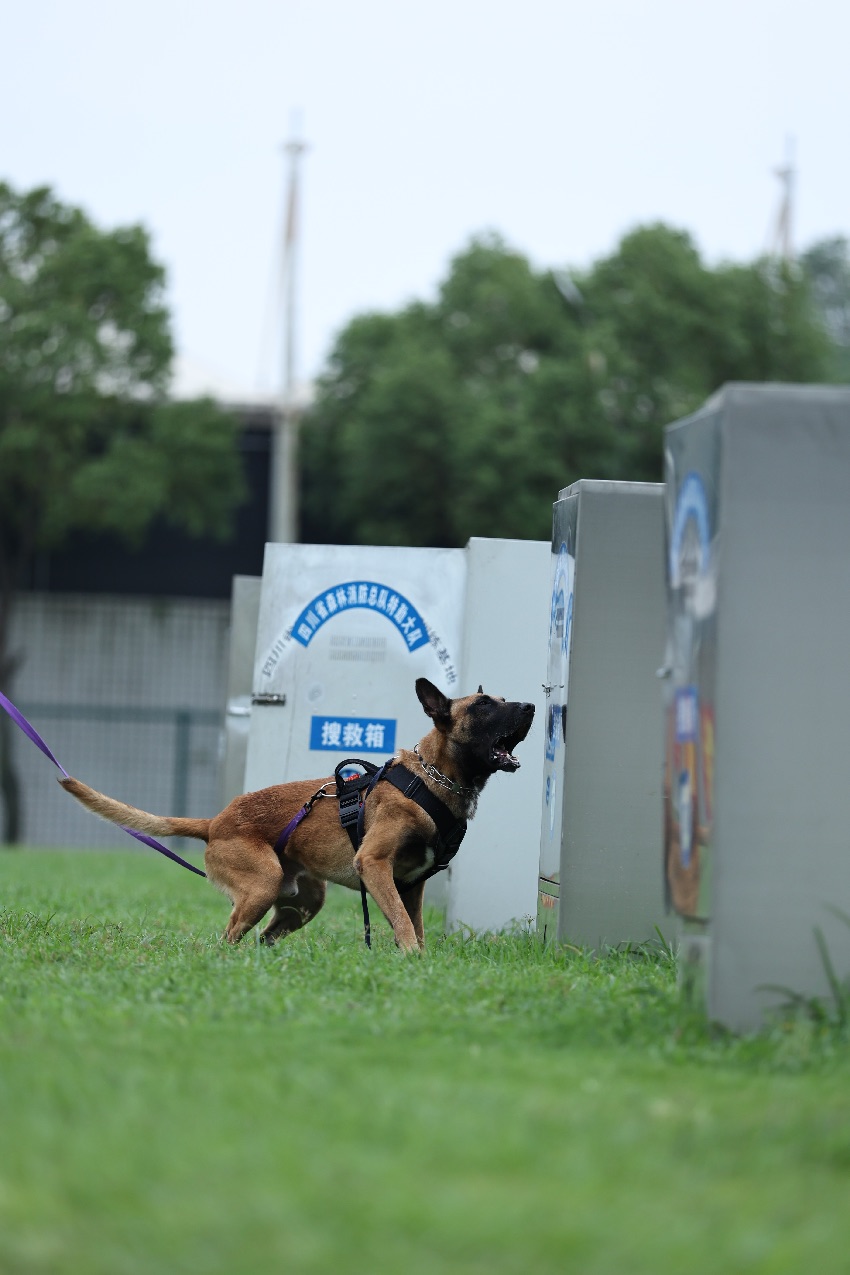 6月25日，成都市，四川省森林消防總隊搜救犬訓練基地，搜救犬“賽虎”搜尋到被困人員，發(fā)出吠叫示警。程雪力攝