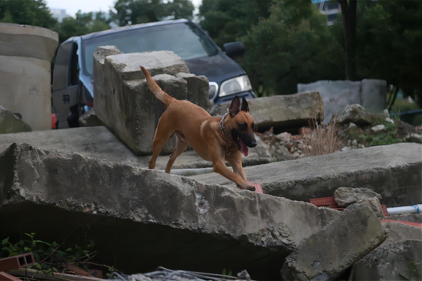 6月28日，成都市，四川省森林消防總隊搜救犬訓(xùn)練基地，搜救犬“好運”正在廢墟中搜尋被困人員。程雪力攝