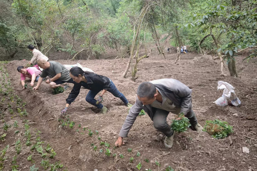 村民正在種植黃連。北川縣委宣傳部供圖