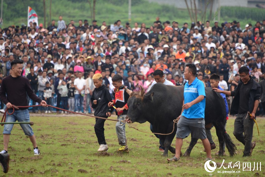 火把節(jié)上的斗牛比賽。人民網(wǎng) 趙祖樂攝