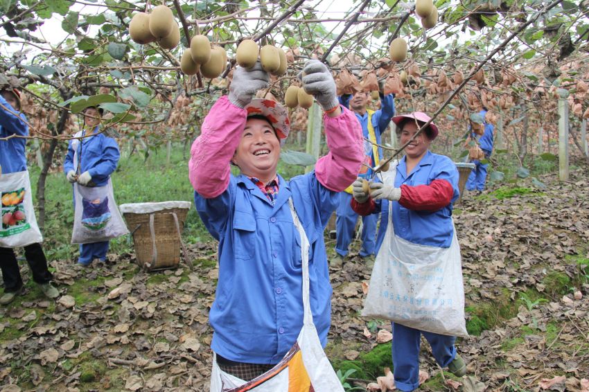 “兩個(gè)替代”社會(huì)化服務(wù)。蒲江縣委宣傳部供圖