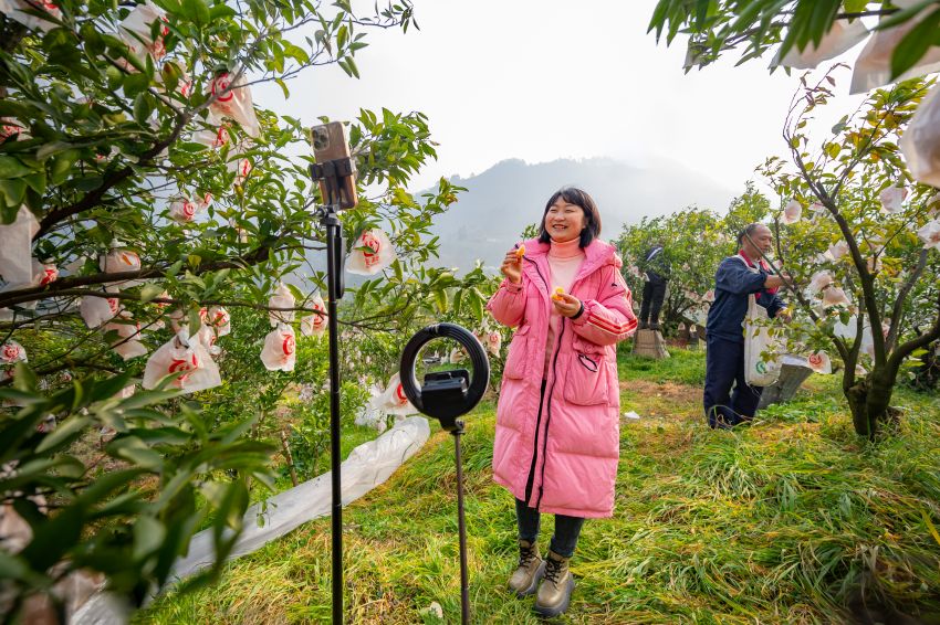 “兩個(gè)替代”橘香直播間。蒲江縣委宣傳部供圖