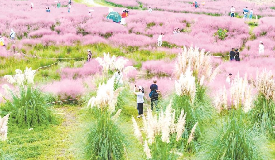 花卉產(chǎn)業(yè)綻放公園城市