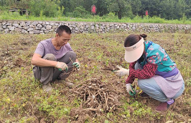 村民采收芍藥。劉旭供圖