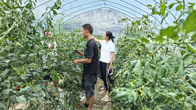 農(nóng)技人員田間指導番茄種植。茂縣融媒體中心供圖