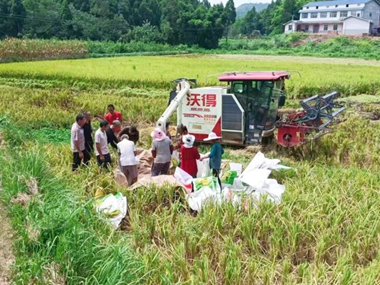 護龍鎮(zhèn)玉泉村的村民們正在收水稻。護龍鎮(zhèn)供圖